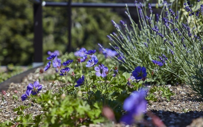 Impression der Blütenpracht im Dachgarten des Hotel Jagdhaus Wiese im Sauerland