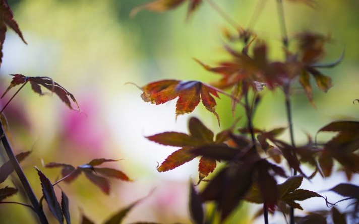Der Dachgarten im Urlaubshotel Jagdhaus Wiese im Sauerland ist stimmungsvoll bepflanzt.