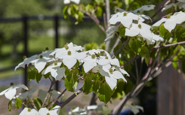 Impression weißer Blüten im Dachgarten des Hotel Jagdhaus Wiese im Sauerland