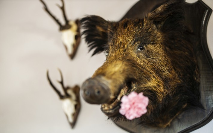 In the Jagdstube restaurant in the Hotel Jagdhaus Wiese in Schmallenberg, Klemens the boar has a permanent place.