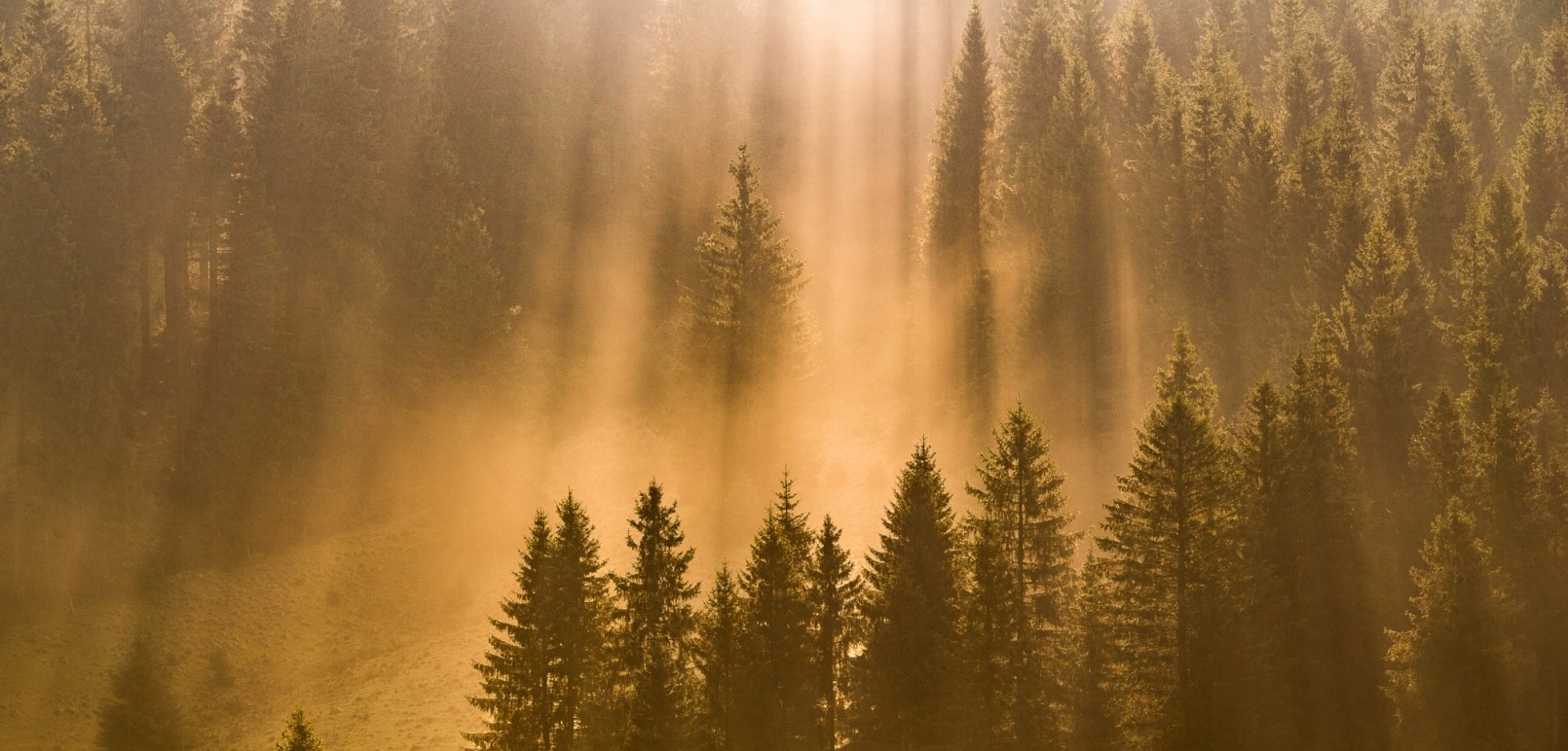 Stimmungsvolle Waldlandschaft im Sauerland mit Morgensonne