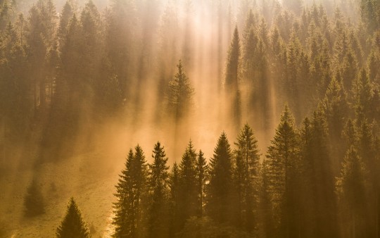 Stimmungsvolle Waldlandschaft im Sauerland mit Morgensonne