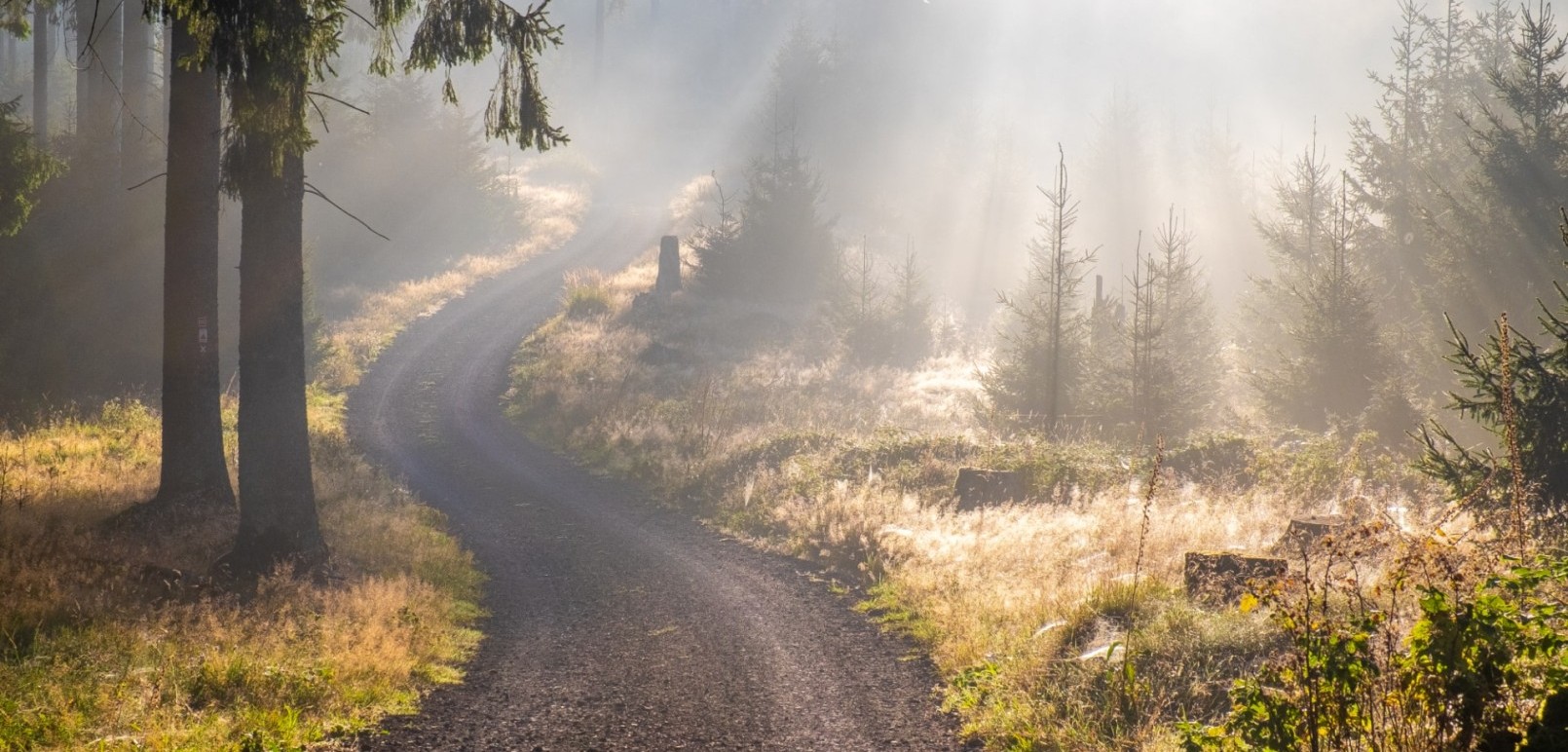 Stimmungsvolle Waldlandschaft mit Nebel und Morgensonne im Sauerland