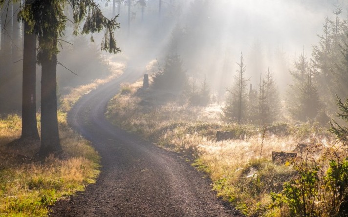 Stimmungsvolle Waldlandschaft mit Nebel und Morgensonne im Sauerland