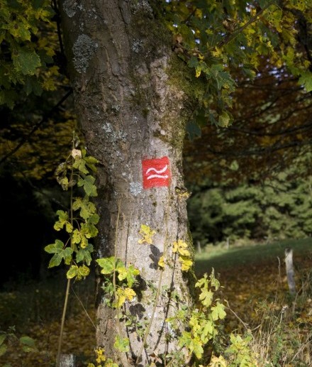 Der Fernwanderweg Rothaarsteig verläuft direkt am Hotel Jagdhaus Wiese im Sauerland vorbei.