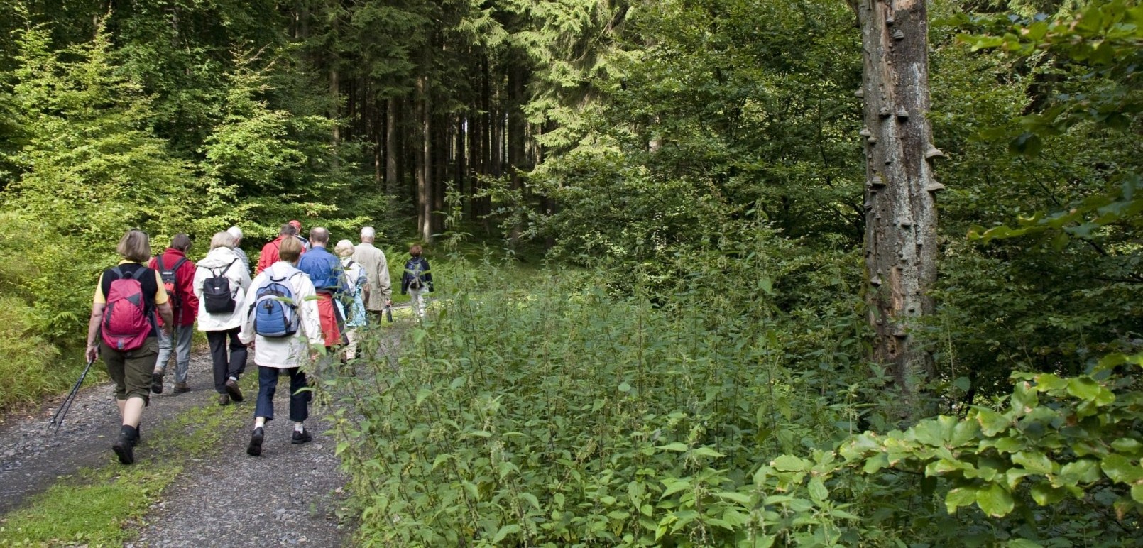 Discover the Sauerland as part of a guided hiking week at the Hotel Jagdhaus Wiese